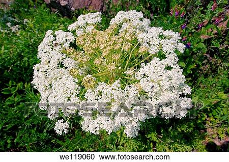 Wild flowers of Siberia Lake Baikal, Siberia, Russian Federation View Large Photo Image Stock Image - Wild flowers of Siberia Lake Baikal, Siberia, Russian Federation. Fotosearch