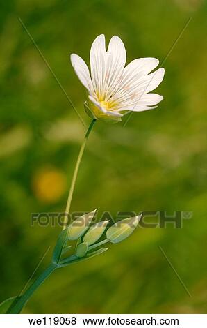 Wild flowers of Siberia Lake Baikal, Siberia, Russian Federation View Large Photo Image Stock Photo - Wild flowers of Siberia Lake Baikal, Siberia, Russian Federation. Fotosearch