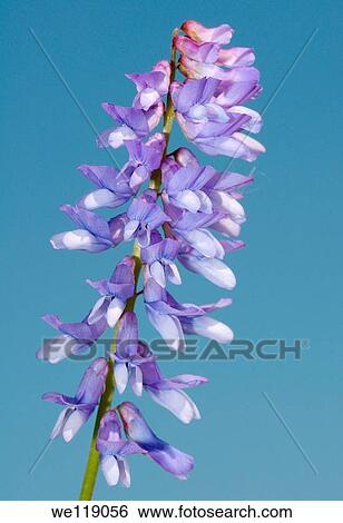 Wild flowers of Siberia Lake Baikal, Siberia, Russian Federation View Large Photo Image Stock Photograph - Wild flowers of Siberia Lake Baikal, Siberia, Russian Federation. Fotosearch