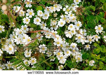 Wild flowers of Siberia Lake Baikal, Siberia, Russian Federation View Large Photo Image Stock Photography - Wild flowers of Siberia Lake Baikal, Siberia, Russian Federation. Fotosearch