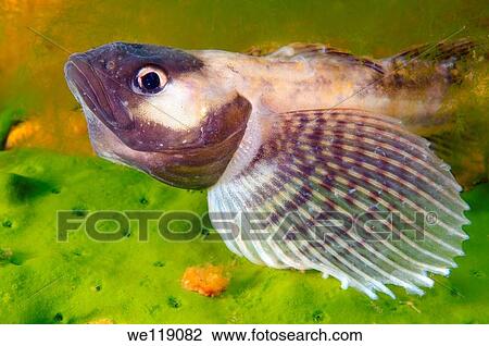 Yellow-fin Baikal sculpin or Baikal yellowfin - male Cottocomephorus grewingki Lake Baikal, Siberia, Russian Federation, Eurasia View Large Photo Image Stock Image - Yellow-fin Baikal sculpin or Baikal yellowfin - male Cottocomephorus grewingki Lake Baikal, Siberia, Russian Federation, Eurasia. Fotosearch