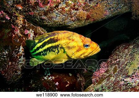 Yellow Rockfish or Three-stripe Rockfish Sebastes Trivittatus Japan sea, Far East, Primorsky Krai, Russian Federation View Large Photo Image Stock Image - Yellow Rockfish or Three-stripe Rockfish Sebastes Trivittatus Japan sea, Far East, Primorsky Krai, Russian Federation. Fotosearch