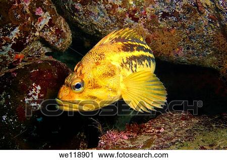 Yellow Rockfish or Three-stripe Rockfish Sebastes Trivittatus Japan sea, Far East, Primorsky Krai, Russian Federation View Large Photo Image Stock Image - Yellow Rockfish or Three-stripe Rockfish Sebastes Trivittatus Japan sea, Far East, Primorsky Krai, Russian Federation. Fotosearch