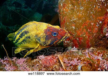 Yellow Rockfish or Three-stripe Rockfish Sebastes Trivittatus Japan sea, Far East, Primorsky Krai, Russian Federation View Large Photo Image Stock Photo - Yellow Rockfish or Three-stripe Rockfish Sebastes Trivittatus Japan sea, Far East, Primorsky Krai, Russian Federation. Fotosearch