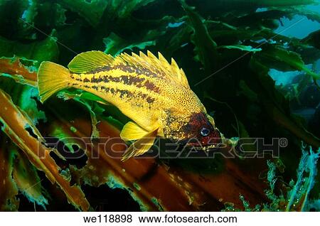 Yellow Rockfish or Three-stripe Rockfish Sebastes Trivittatus Japan sea, Far East, Primorsky Krai, Russian Federation View Large Photo Image Stock Photo - Yellow Rockfish or Three-stripe Rockfish Sebastes Trivittatus Japan sea, Far East, Primorsky Krai, Russian Federation. Fotosearch