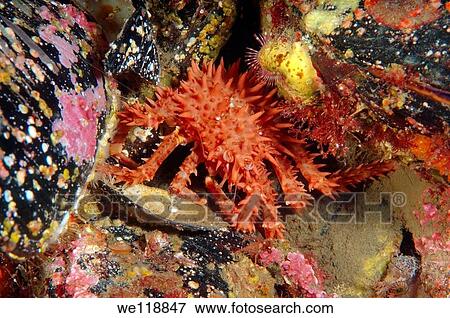 young Red King crab Paralithodes camtschaticus Japan sea, Far East, Primorsky Krai, Russian Federation View Large Photo Image Stock Photo - young Red King crab Paralithodes camtschaticus Japan sea, Far East, Primorsky Krai, Russian Federation. Fotosearch