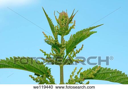 Annual Nettle, Dwarf Nettle, Small Nettle Urtica urens Lake Baikal, Siberia, Russian Federation View Large Photo Image Stock Image - Annual Nettle, Dwarf Nettle, Small Nettle Urtica urens Lake Baikal, Siberia, Russian Federation. Fotosearch