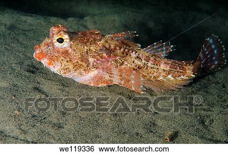 antlered sculpin enophrys dieeraus Japan sea, Far East, Primorsky Krai, Russian Federation View Large Photo Image Stock Photograph - antlered sculpin enophrys dieeraus Japan sea, Far East, Primorsky Krai, Russian Federation. Fotosearch