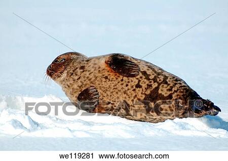 Arctic, Russia, Russian north, Kareliya, White sea View Large Photo Image Stock Image - Arctic, Russia, Russian north, Kareliya, White sea. Fotosearch