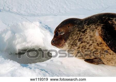Stock Photo - Arctic, Russia, Russian north, Kareliya, White sea. Fotosearch