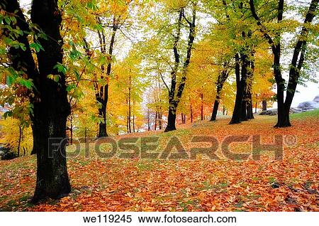 Stock Photography - Autumn forest with colors. Fotosearch