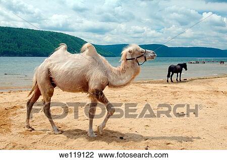 Stock Image - Bactrian camel Camelus bactrianus on the river bank Angara, Lake Baikal, Siberia, Russian Federation. Fotosearch