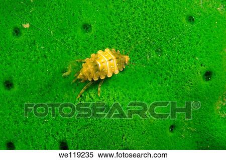 Baikalian amphipods Amphipoda Lake Baikal, Siberia, Russian Federation, Eurasia View Large Photo Image Stock Photography - Baikalian amphipods Amphipoda Lake Baikal, Siberia, Russian Federation, Eurasia. Fotosearch