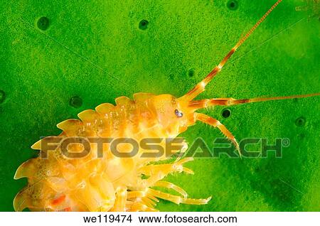 Baikalian Gammarus Gammaridae Lake Baikal, Siberia, Russian Federation, Eurasia View Large Photo Image Picture - Baikalian Gammarus Gammaridae Lake Baikal, Siberia, Russian Federation, Eurasia. Fotosearch