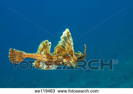 barbed huchback poacher agonomalus proboseidalis Japan sea, Far East, Primorsky Krai, Russian Federation View Large Photo Image Stock Image - barbed huchback poacher agonomalus proboseidalis Japan sea, Far East, Primorsky Krai, Russian Federation. Fotosearch