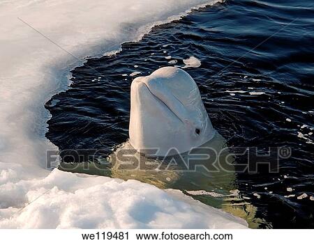 Stock Image - Beluga, or White whale Delphinapterus leucas, White Sea, Karelia, north Russia, Arctic. Fotosearch