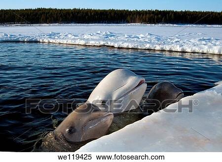 Beluga, or White whale Delphinapterus leucas, White Sea, Karelia, north Russia, Arctic View Large Photo Image Stock Photography - Beluga, or White whale Delphinapterus leucas, White Sea, Karelia, north Russia, Arctic. Fotosearch
