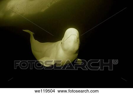 Beluga, White whale Delphinapterus leucas, White Sea, Karelia, north Russia, Arctic View Large Photo Image Picture - Beluga, White whale Delphinapterus leucas, White Sea, Karelia, north Russia, Arctic. Fotosearch