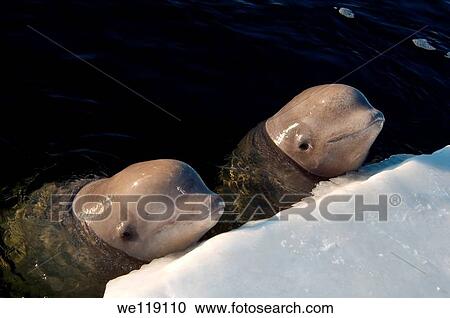 Beluga, White whale Delphinapterus leucas, White Sea, Karelia, north Russia, Arctic View Large Photo Image Stock Image - Beluga, White whale Delphinapterus leucas, White Sea, Karelia, north Russia, Arctic. Fotosearch