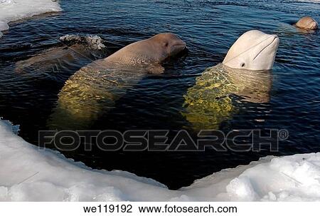 Beluga, White whale Delphinapterus leucas, White Sea, Karelia, north Russia, Arctic View Large Photo Image Stock Image - Beluga, White whale Delphinapterus leucas, White Sea, Karelia, north Russia, Arctic. Fotosearch