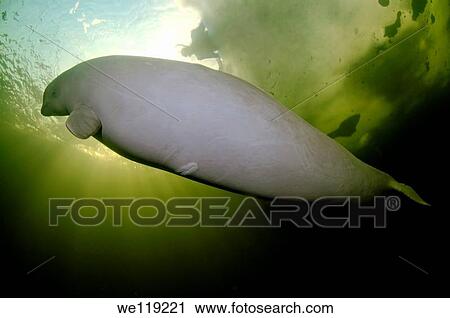 Beluga, White whale Delphinapterus leucas, White Sea, Karelia, north Russia, Arctic View Large Photo Image Stock Image - Beluga, White whale Delphinapterus leucas, White Sea, Karelia, north Russia, Arctic. Fotosearch