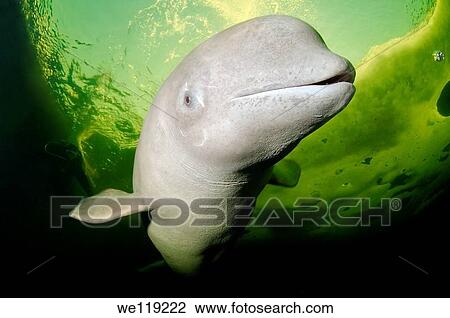 Beluga, White whale Delphinapterus leucas, White Sea, Karelia, north Russia, Arctic View Large Photo Image Stock Image - Beluga, White whale Delphinapterus leucas, White Sea, Karelia, north Russia, Arctic. Fotosearch