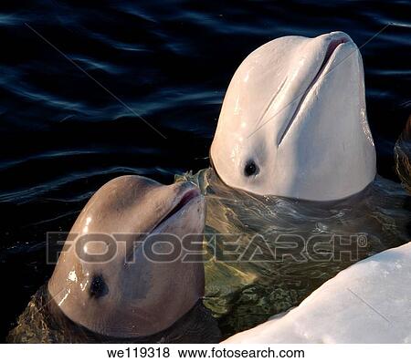 Beluga, White whale Delphinapterus leucas, White Sea, Karelia, north Russia, Arctic View Large Photo Image Stock Photo - Beluga, White whale Delphinapterus leucas, White Sea, Karelia, north Russia, Arctic. Fotosearch