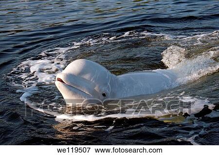 Beluga, White whale Delphinapterus leucas, White Sea, Karelia, north Russia, Arctic View Large Photo Image Stock Photo - Beluga, White whale Delphinapterus leucas, White Sea, Karelia, north Russia, Arctic. Fotosearch