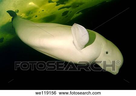 Beluga, White whale Delphinapterus leucas, White Sea, Karelia, north Russia, Arctic View Large Photo Image Stock Photograph - Beluga, White whale Delphinapterus leucas, White Sea, Karelia, north Russia, Arctic. Fotosearch