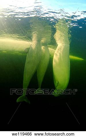 Beluga, White whale Delphinapterus leucas, White Sea, Karelia, north Russia, Arctic View Large Photo Image Stock Photograph - Beluga, White whale Delphinapterus leucas, White Sea, Karelia, north Russia, Arctic. Fotosearch