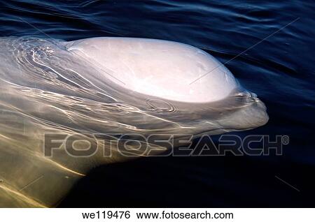 Beluga, White whale Delphinapterus leucas, White Sea, Karelia, north Russia, Arctic View Large Photo Image Stock Photograph - Beluga, White whale Delphinapterus leucas, White Sea, Karelia, north Russia, Arctic. Fotosearch