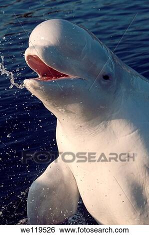 Beluga, White whale Delphinapterus leucas, White Sea, Karelia, north Russia, Arctic View Large Photo Image Stock Photograph - Beluga, White whale Delphinapterus leucas, White Sea, Karelia, north Russia, Arctic. Fotosearch