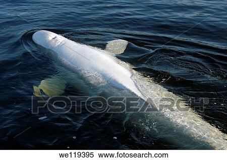 Beluga, White whale Delphinapterus leucas, White Sea, Karelia, north Russia, Arctic View Large Photo Image Stock Photography - Beluga, White whale Delphinapterus leucas, White Sea, Karelia, north Russia, Arctic. Fotosearch