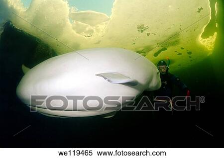 Beluga, White whale Delphinapterus leucas, White Sea, Karelia, north Russia, Arctic View Large Photo Image Stock Photography - Beluga, White whale Delphinapterus leucas, White Sea, Karelia, north Russia, Arctic. Fotosearch