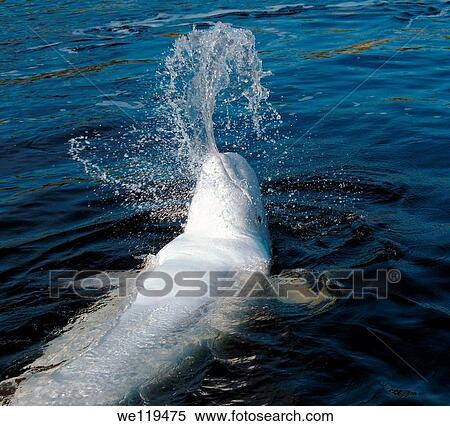 Beluga, White whale Delphinapterus leucas, White Sea, Karelia, north Russia, Arctic View Large Photo Image Stock Photography - Beluga, White whale Delphinapterus leucas, White Sea, Karelia, north Russia, Arctic. Fotosearch