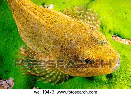 Bighead sculpin, Bol´shegolovaya shirokolobka Batrachocottus baicalensis Lake Baikal, Siberia, Russian Federation, Eurasia View Large Photo Image Stock Image - Bighead sculpin, Bol´shegolovaya shirokolobka Batrachocottus baicalensis Lake Baikal, Siberia, Russian Federation, Eurasia. Fotosearch