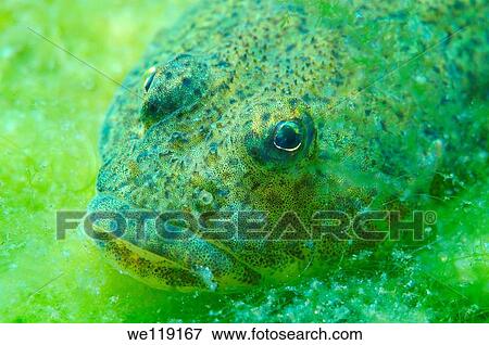 Bighead sculpin, Bol? shegolovaya shirokolobka Batrachocottus baicalensis Lake Baikal, Siberia, Russian Federation, Eurasia View Large Photo Image Stock Photo - Bighead sculpin, Bol? shegolovaya shirokolobka Batrachocottus baicalensis Lake Baikal, Siberia, Russian Federation, Eurasia. Fotosearch