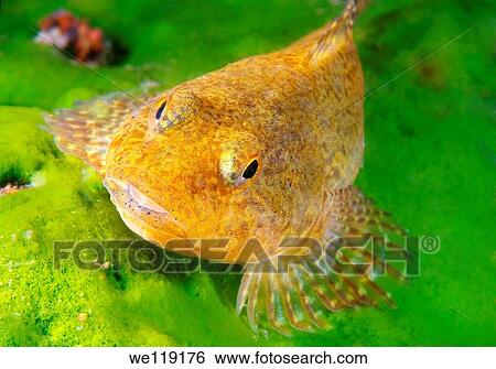 Bighead sculpin, Bol? shegolovaya shirokolobka Batrachocottus baicalensis Lake Baikal, Siberia, Russian Federation, Eurasia View Large Photo Image Stock Photograph - Bighead sculpin, Bol? shegolovaya shirokolobka Batrachocottus baicalensis Lake Baikal, Siberia, Russian Federation, Eurasia. Fotosearch