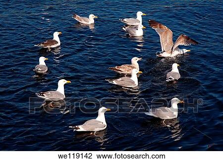 Stock Image - Black-legged Kittiwake Rissa tridactyla, Barents Sea, Russia, Arctic. Fotosearch
