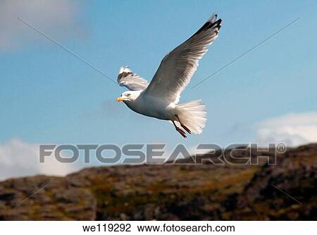 Black-legged Kittiwake Rissa tridactyla, Barents Sea, Russia, Arctic View Large Photo Image Stock Image - Black-legged Kittiwake Rissa tridactyla, Barents Sea, Russia, Arctic. Fotosearch