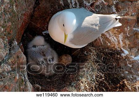 Black-legged Kittiwake Rissa tridactyla, Barents Sea, Russia, Arctic View Large Photo Image Stock Image - Black-legged Kittiwake Rissa tridactyla, Barents Sea, Russia, Arctic. Fotosearch