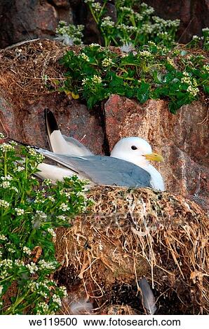 Black-legged Kittiwake Rissa tridactyla, Barents Sea, Russia, Arctic View Large Photo Image Stock Image - Black-legged Kittiwake Rissa tridactyla, Barents Sea, Russia, Arctic. Fotosearch