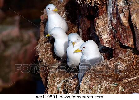 Black-legged Kittiwake Rissa tridactyla, Barents Sea, Russia, Arctic View Large Photo Image Stock Image - Black-legged Kittiwake Rissa tridactyla, Barents Sea, Russia, Arctic. Fotosearch