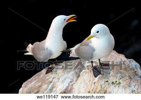 Black-legged Kittiwake Rissa tridactyla, Barents Sea, Russia, Arctic View Large Photo Image Stock Photo - Black-legged Kittiwake Rissa tridactyla, Barents Sea, Russia, Arctic. Fotosearch