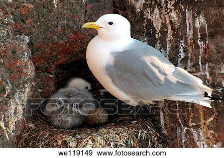 Black-legged Kittiwake Rissa tridactyla, Barents Sea, Russia, Arctic View Large Photo Image Stock Photo - Black-legged Kittiwake Rissa tridactyla, Barents Sea, Russia, Arctic. Fotosearch