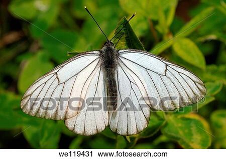 Black-veined White Aporia crataegi Lake Baikal, Siberia, Russian Federation View Large Photo Image Stock Image - Black-veined White Aporia crataegi Lake Baikal, Siberia, Russian Federation. Fotosearch