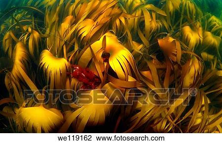 Stock Image - Blade Kelp Laminaria hyperborea, Arctic, Russia, Barents sea. Fotosearch