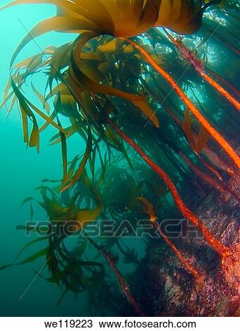 Stock Image - Blade Kelp Laminaria hyperborea, Arctic, Russia, Barents sea. Fotosearch