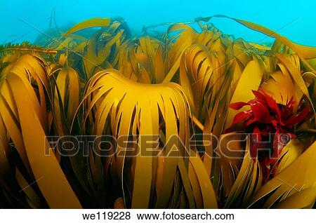 Blade Kelp Laminaria hyperborea, Arctic, Russia, Barents sea View Large Photo Image Stock Photo - Blade Kelp Laminaria hyperborea, Arctic, Russia, Barents sea. Fotosearch