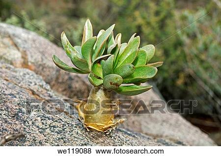 Botterboom Tylecodon paniculatus in habitat, Crassulaceae, Richtersveld, South Africa View Large Photo Image Stock Photo - Botterboom Tylecodon paniculatus in habitat, Crassulaceae, Richtersveld, South Africa. Fotosearch